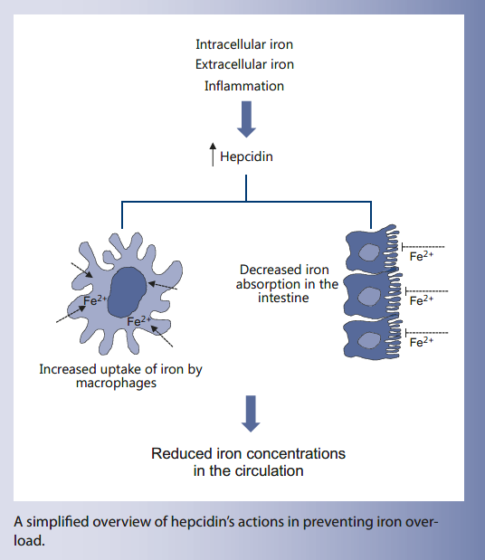 Clinical Implications of New Insights into HepcidinMediated Regulation